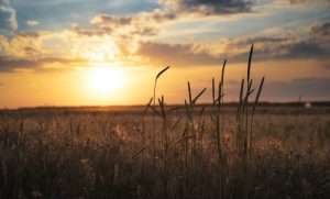 schöner Sonnenuntergang über den Feldern in Österreich - Novis